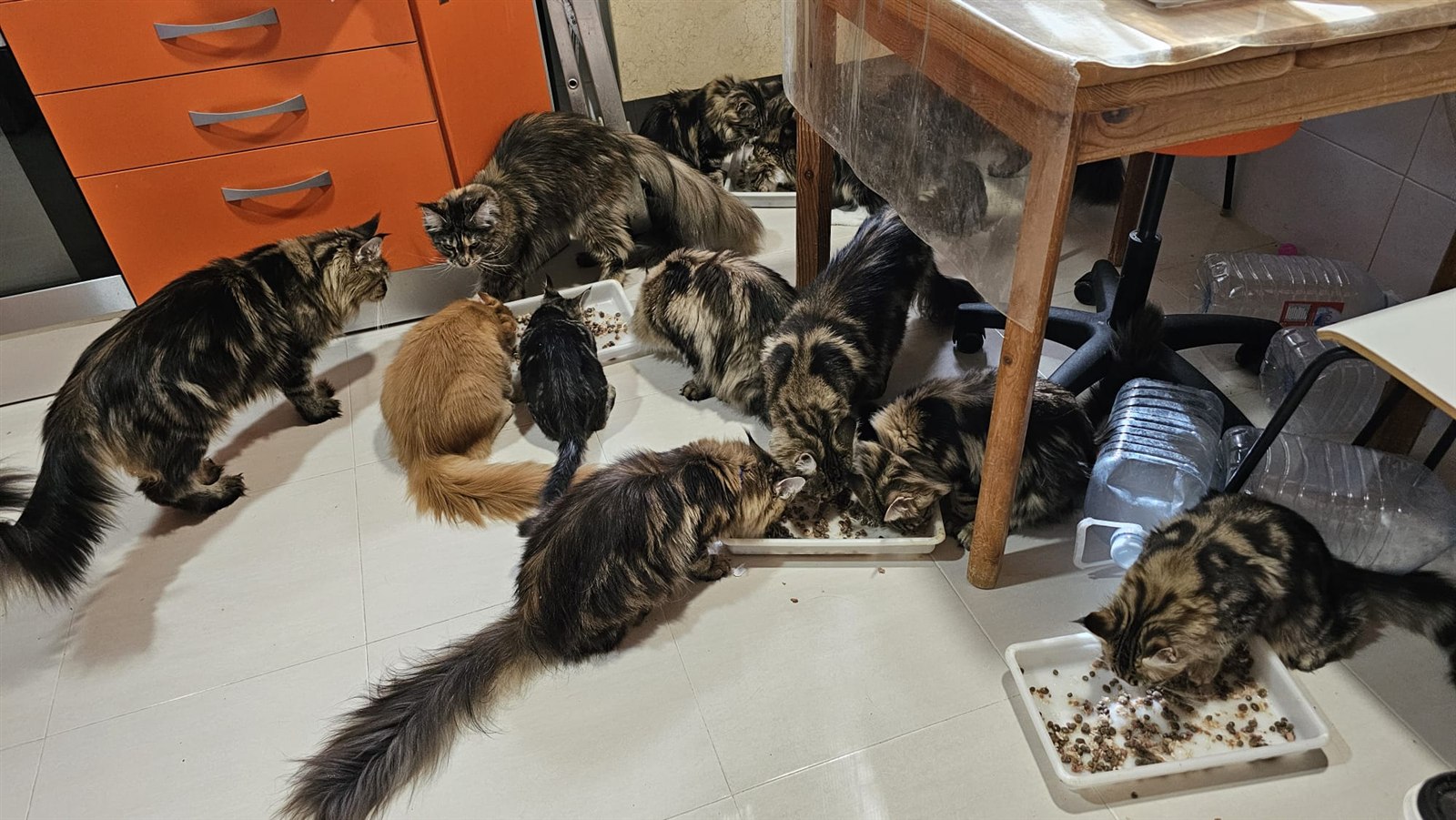 Varios gatos Maine Coon de Hispanocoon comiendo juntos en casa