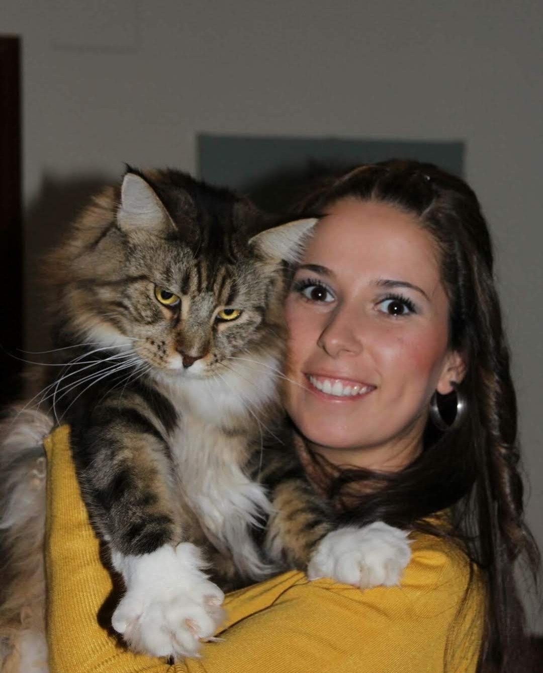 Maine Coon de gran tamaño sobre el hombro de su dueña