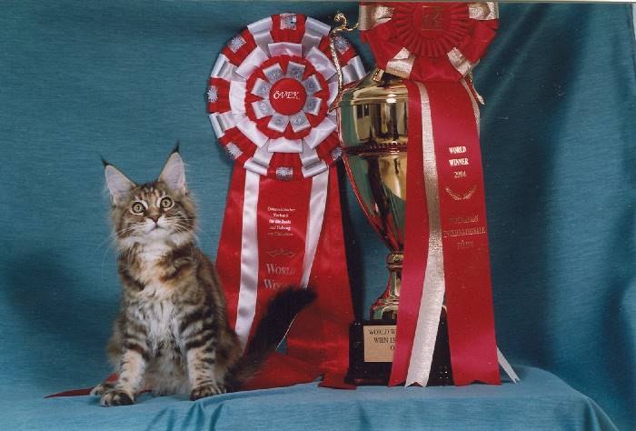 Hispanocoon Jeanie junto al trofeo de Campeona del Mundo FIFe 2004