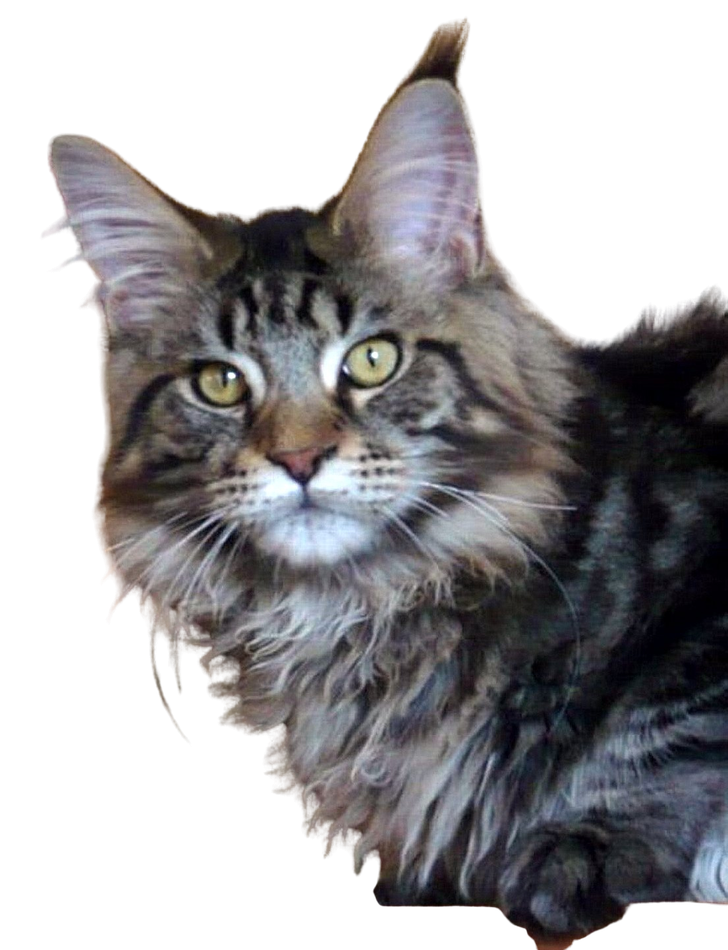 Maine Coon Karajan