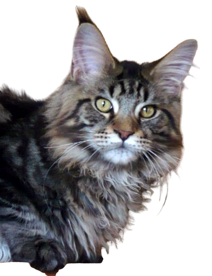 Maine Coon Karajan (izquierda)