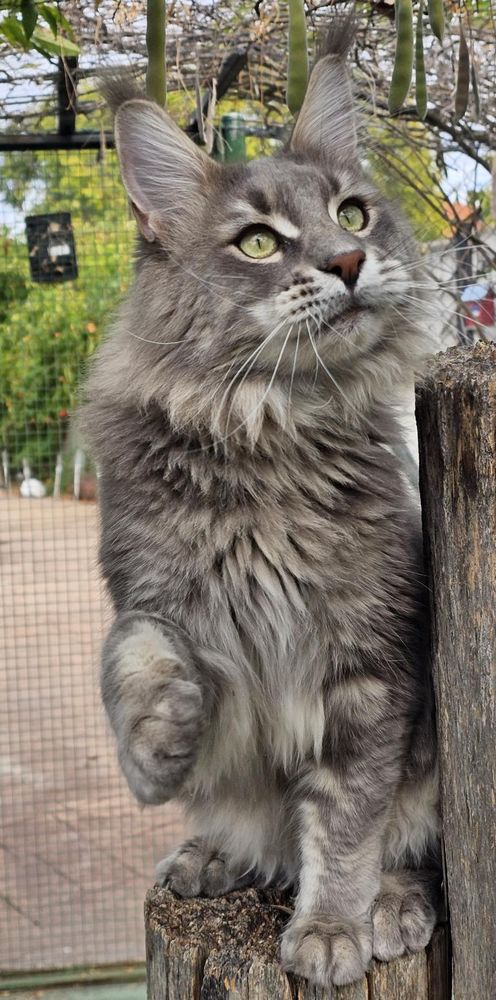 Cachorros Maine Coon