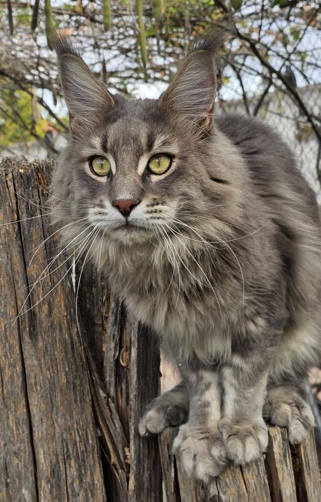 Gato Maine Coon de Hispanocoon con mechones de lince en las orejas