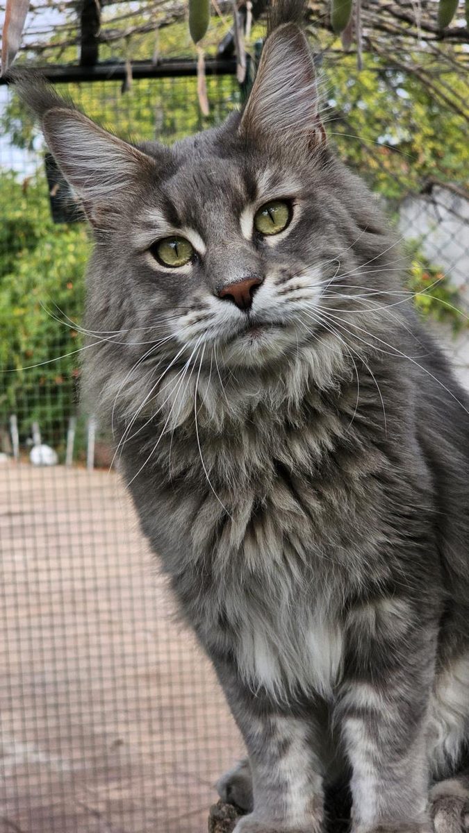 Maine Coon en el jardín