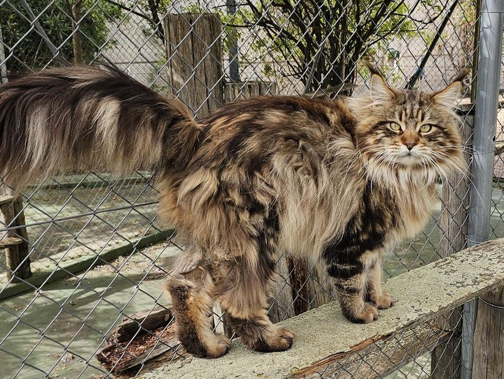 Maine Coon Easy