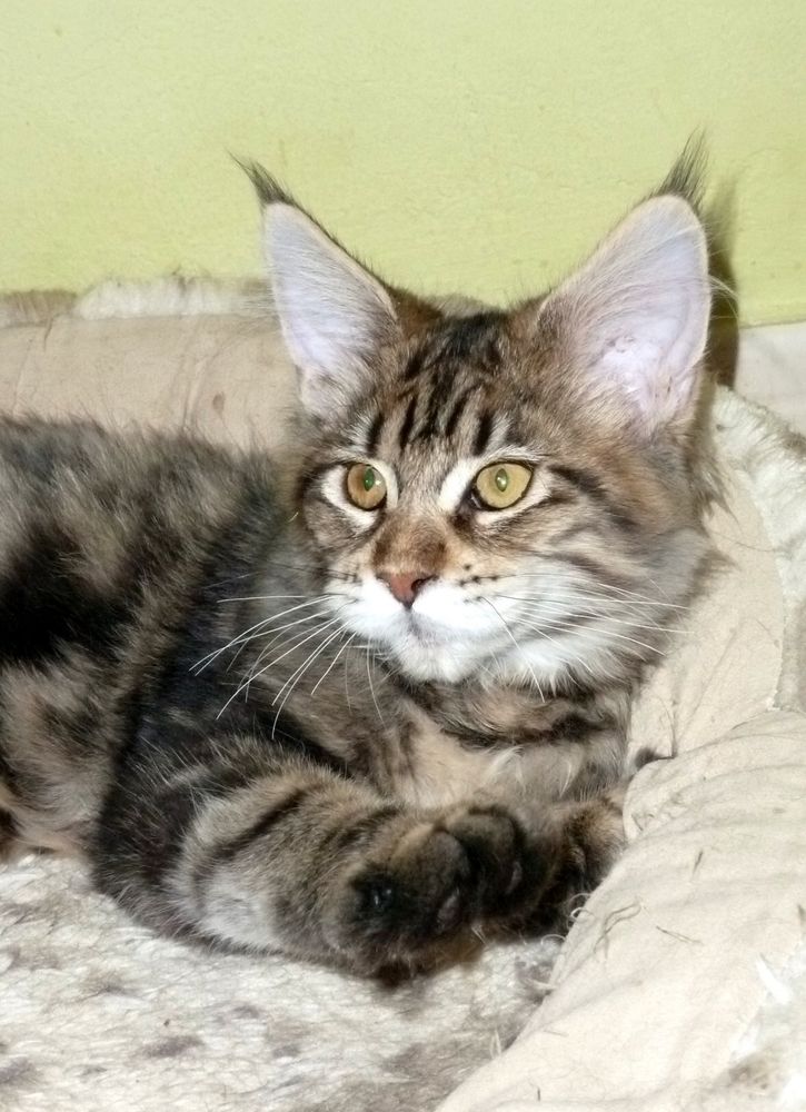 Hembras Maine Coon