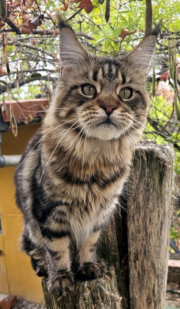 Machos Maine Coon