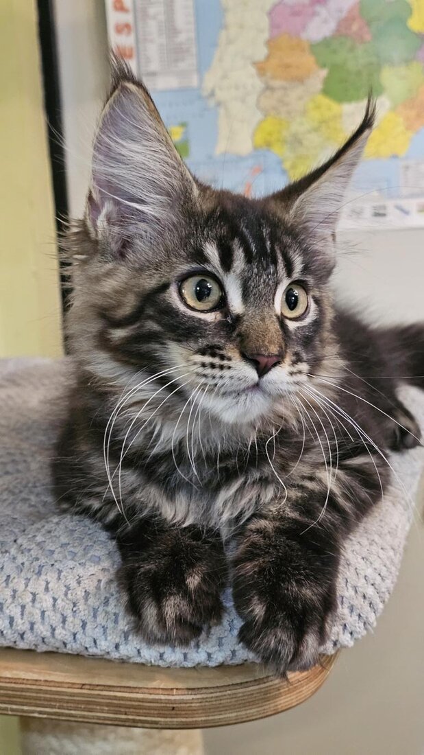 Cachorro Maine Coon de Hispanocoon