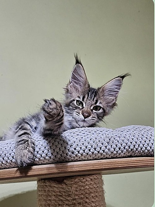 Rebecca – cachorra Maine Coon