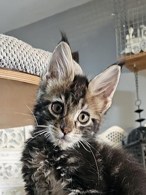 Ricardo – cachorro Maine Coon
