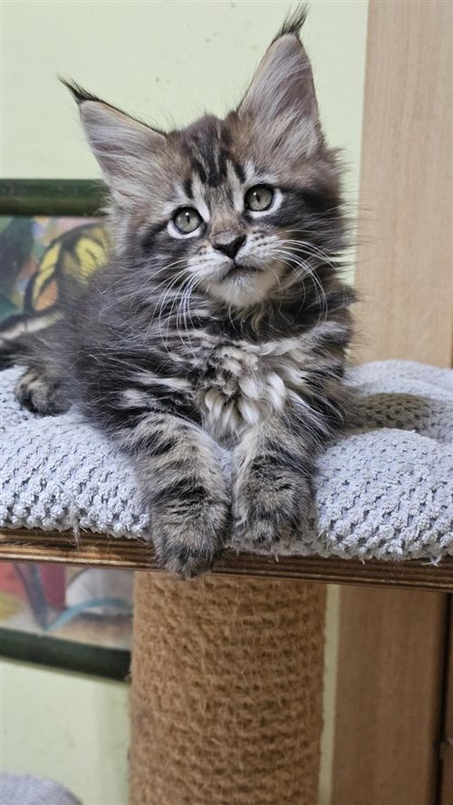 Sami – cachorra Maine Coon