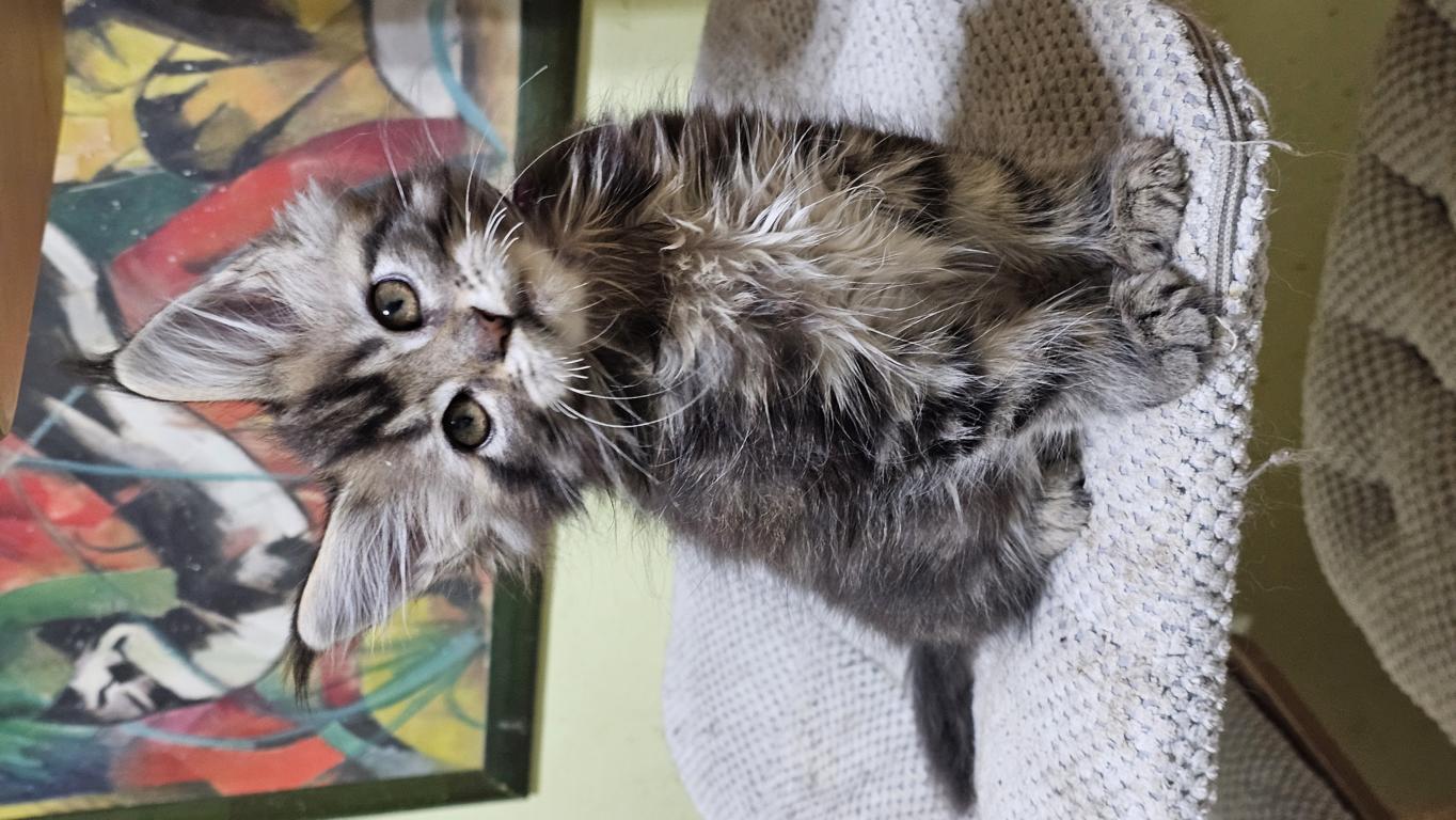 Cachorro de Maine Coon de Hispanocoon sentado en un rascador