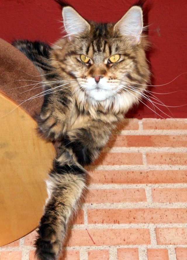 Gata hembra Maine Coon de Hispanocoon