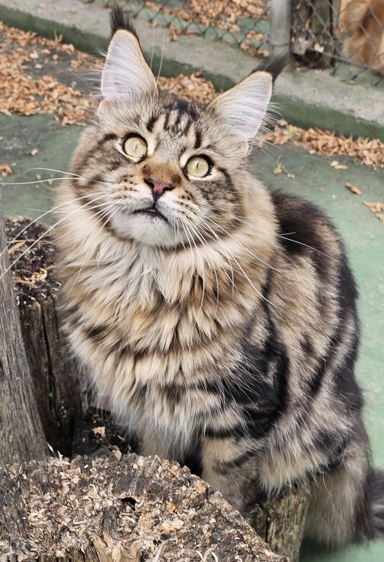 Maine Coon brown tabby con el dibujo atigrado característico