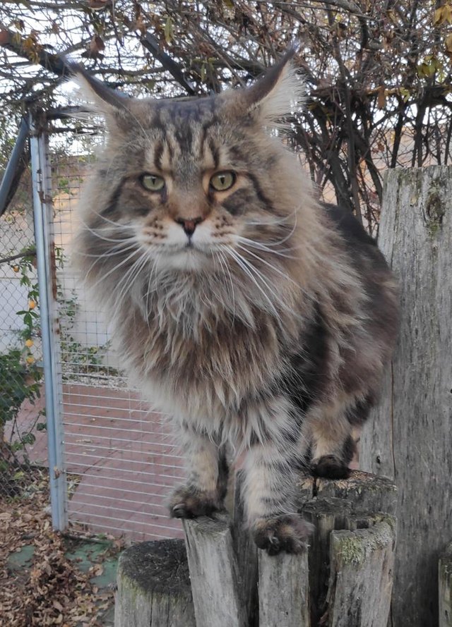 Gato macho Maine Coon de Hispanocoon