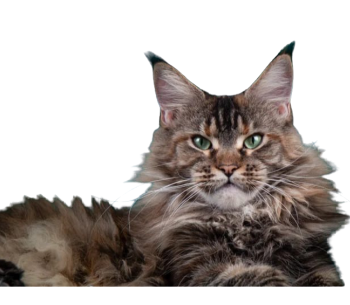 Gato Maine Coon tumbado